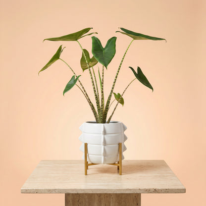 Alocasia Zebrina – Exotische Zimmerpflanze mit markanten Blattstielen Ø21cm - ↕80cm