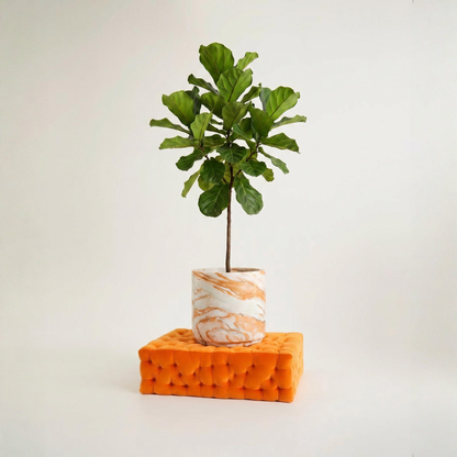 Ficus Lyrata Strauch – Edle Zimmerpflanze mit markanten Blättern Ø20 - 24cm - ↕80cm
