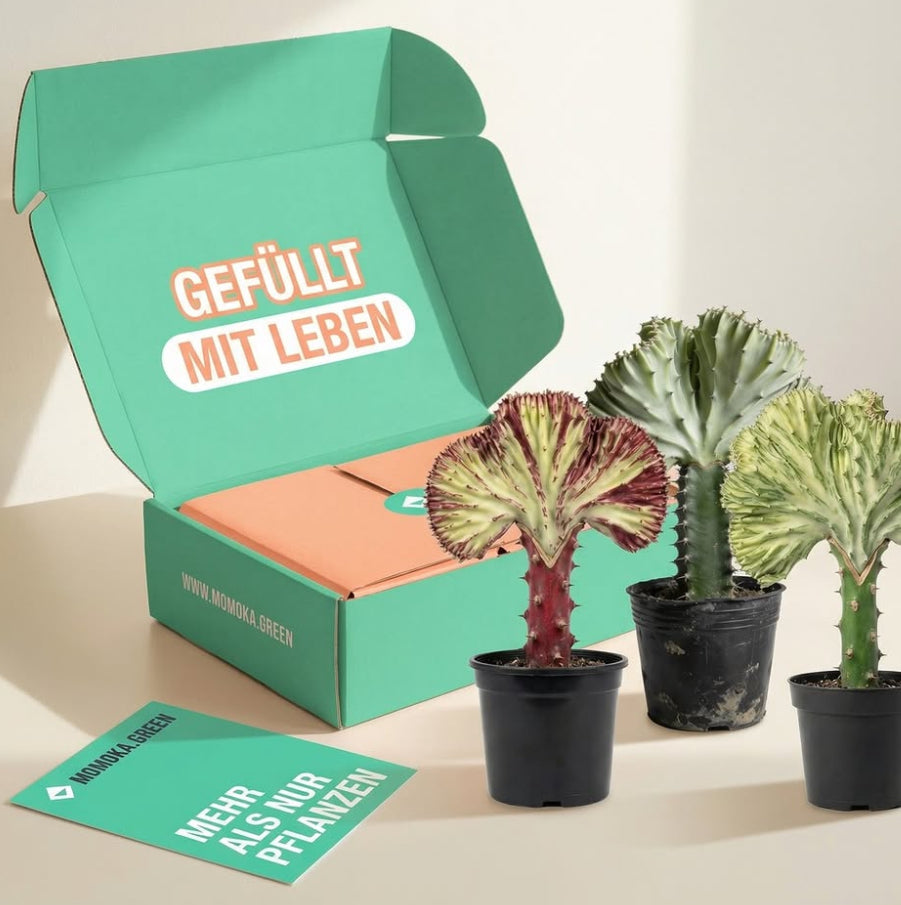 Geschenkgutschein