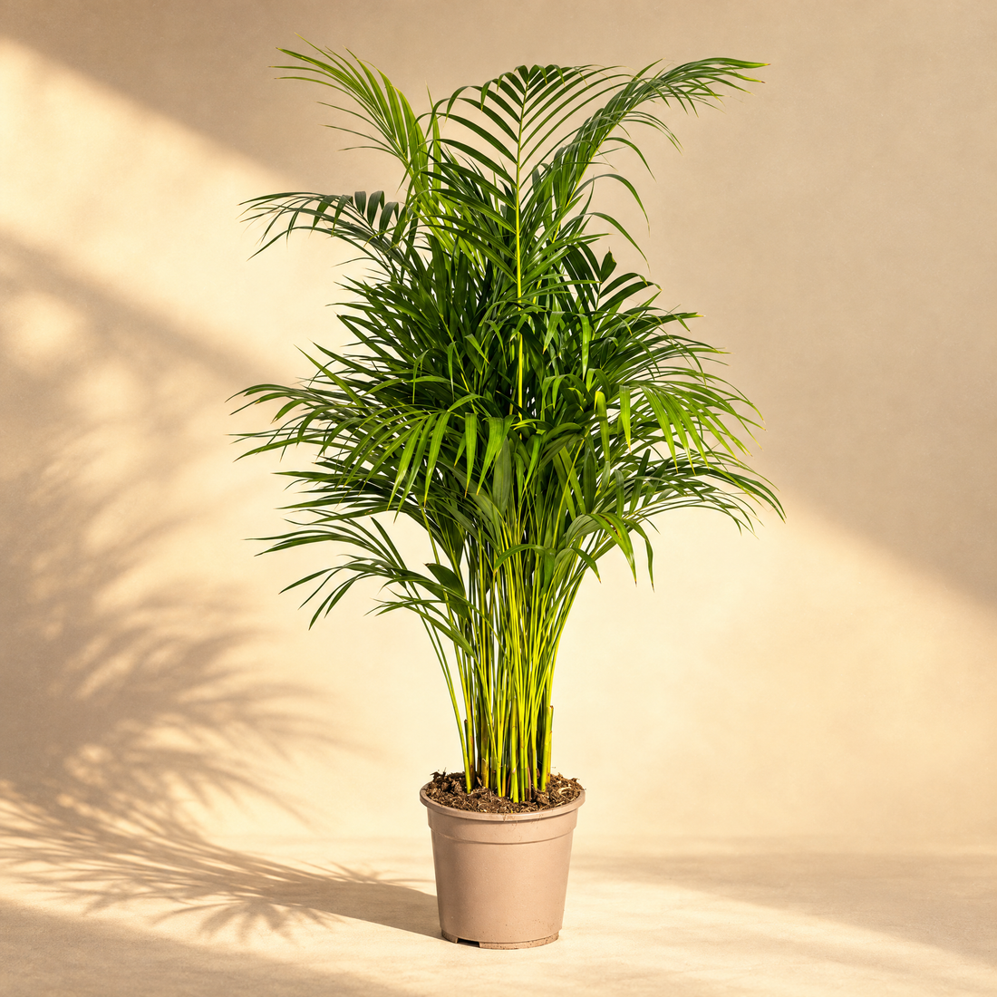 ohne Beschriftung. nur Produkt @Dypsis Areca Lutescens (Areca-Palme / Goldfruchtpalme) Ø21cm - ↕100 - 120cm