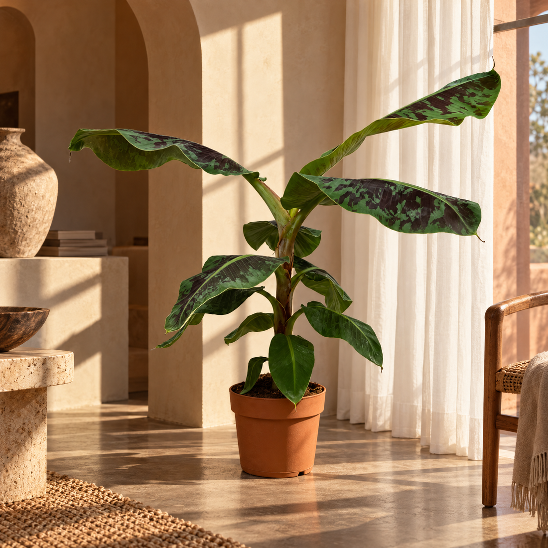 ohne Beschriftung. nur Produkt @Bananenpflanze (Musa) – Tropische Zimmerpflanze für stilvolle Wohnräume Ø19cm - ↕80cm