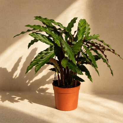 ohne Beschriftung. nur Produkt @Calathea Elgergrass – Exklusive, haustierfreundliche Zimmerpflanze Ø17cm - ↕70cm