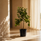 ohne Beschriftung. nur Produkt @Citrus Limon – Zitronenbaum – Ø22 cm – ↕80 cm – Mediterrane Zitruspflanze