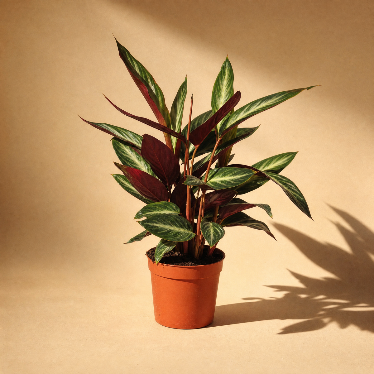 ohne Beschriftung. nur Produkt @Calathea Stripestar – Exklusive Zimmerpflanze mit gestreiftem Blattmuster Ø12cm - ↕40cm