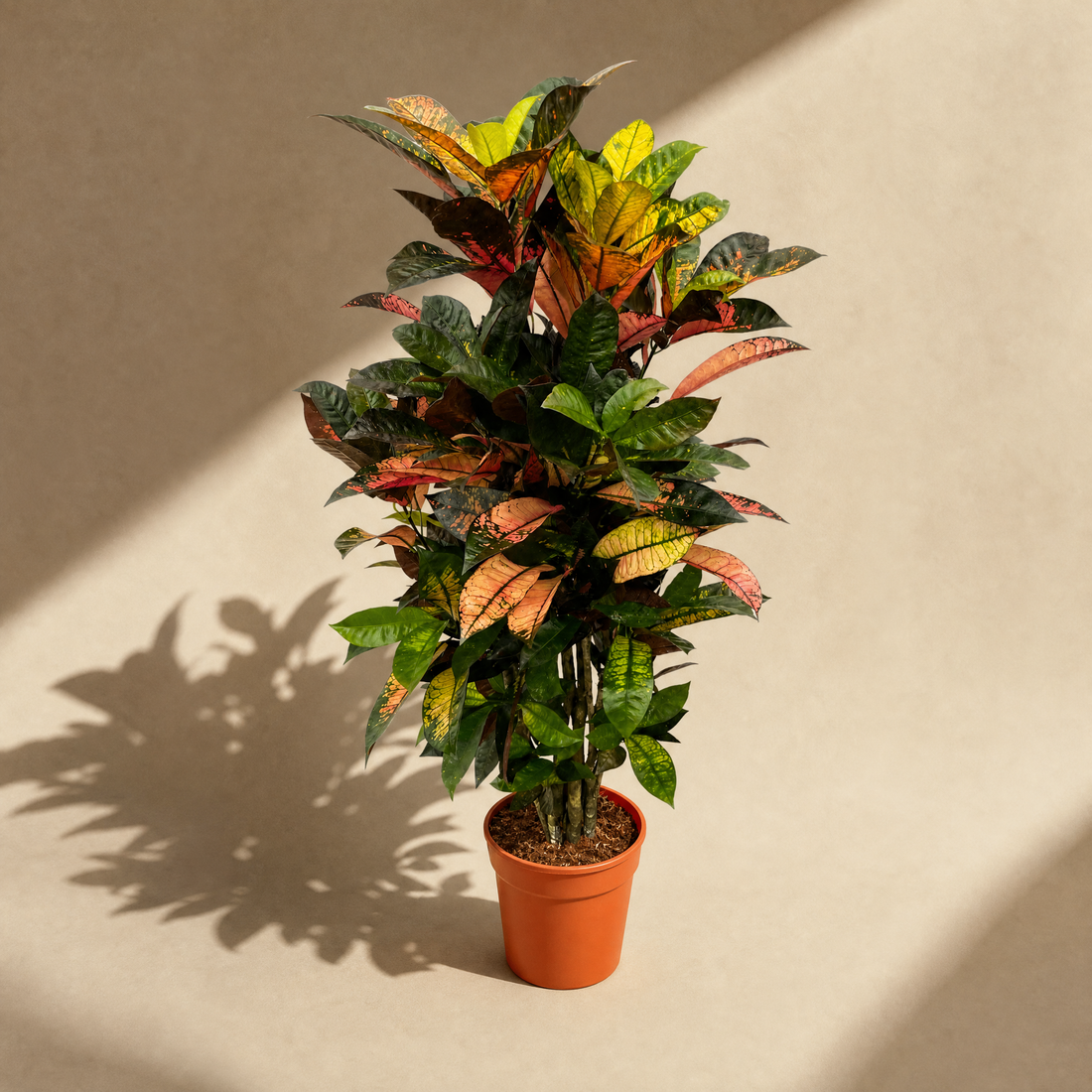 ohne Beschriftung. nur Produkt @Codiaeum Iceton (Croton) – Bunte, dekorative Zimmerpflanze ø24cm - ↕120cm