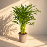 ohne Beschriftung. nur Produkt @Dypsis Areca Lutescens (Areca-Palme / Goldfruchtpalme) Ø19cm - ↕80 - 100cm