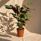 ohne Beschriftung. nur Produkt @Calathea Compactstar – Exklusive Zimmerpflanze mit dekorativem Blattmuster Ø21cm - ↕90cm