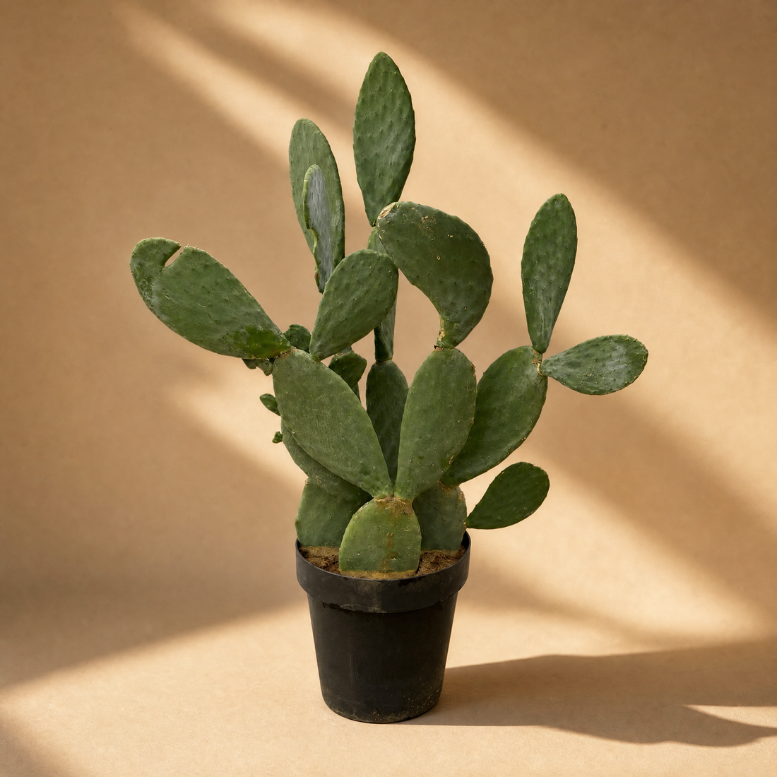 ohne Beschriftung. nur Produkt @Cactus Opuntia – Dekorativer, pflegeleichter Kaktus für Innenräume Ø38cm - ↕120cm