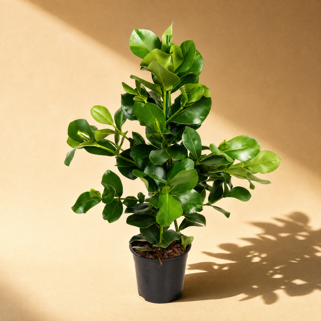 ohne Beschriftung. nur Produkt @Clusia Rosea – Exklusive, immergrüne Zimmerpflanze mit kräftigen Blättern ø24 - ↕110 cm
