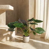 ohne Beschriftung. nur Produkt @Alocasia Wentii – Exotische Zimmerpflanze mit dekorativen Blättern Ø32cm - ↕120cm