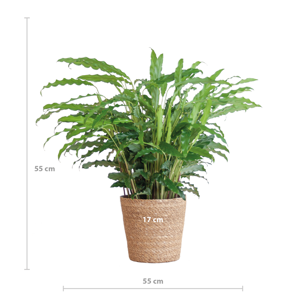 Calathea Rufibarba mit Sofia-Korb natur - 55cm - Ø17
