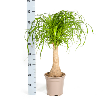 Beaucarnea Recurvata am Stamm – Exklusive Zimmerpflanze mit dekorativem Stamm Ø21cm - ↕60 - 80cm