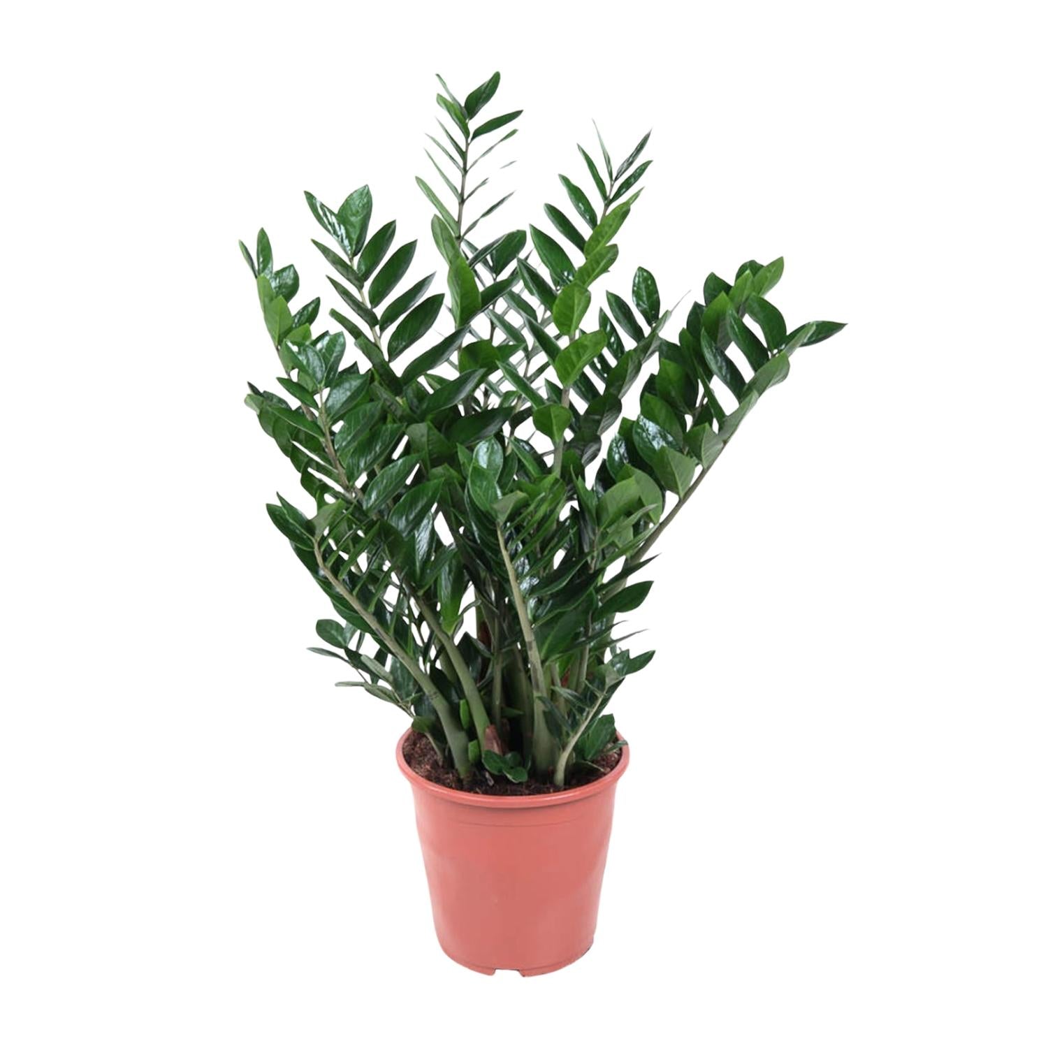 Zamioculcas Zamiifolia - 100 cm - ø27