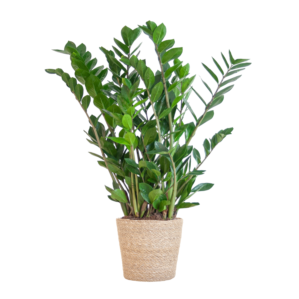 Zamioculcas Zamiifolia mit Sofia-Korb natur  - 80cm - Ø21