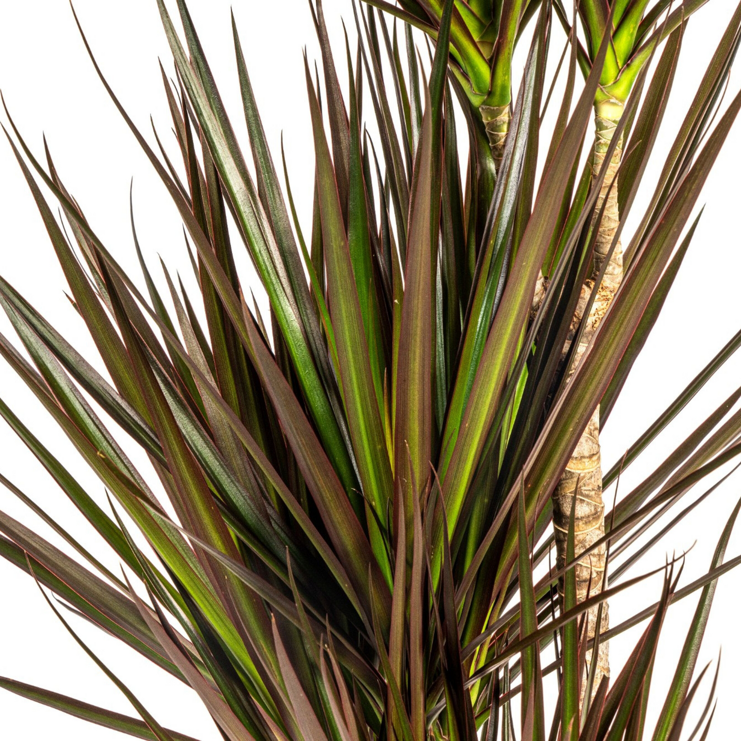 Dracaena Marginata Magenta – Tropische, elegante Zimmerpflanze ø21 - ↕110 - 130 cm