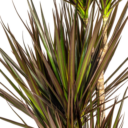 Dracaena Marginata Magenta – Tropische, elegante Zimmerpflanze ø21 - ↕110 - 130 cm
