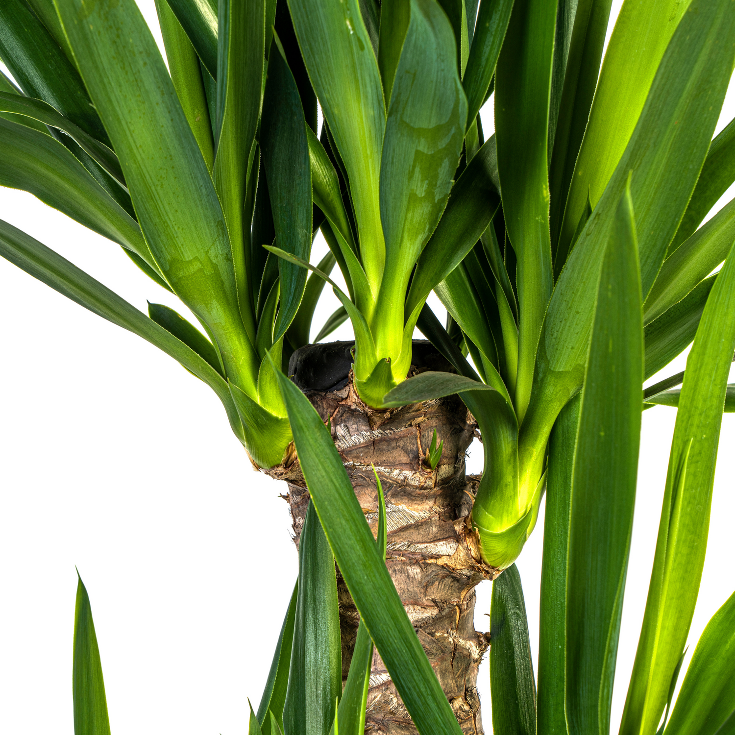 Yucca Palme Elephantipes – Robuste, moderne Zimmerpflanze Ø21cm - ↕90 - 110cm