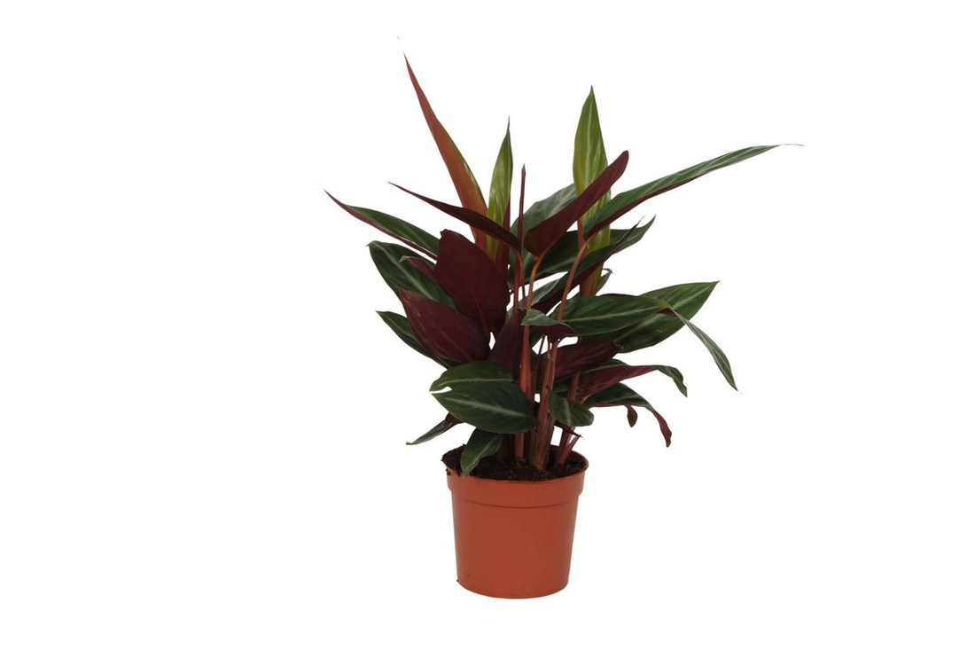 Calathea Stripestar – Exklusive Zimmerpflanze mit gestreiftem Blattmuster Ø12cm - ↕40cm