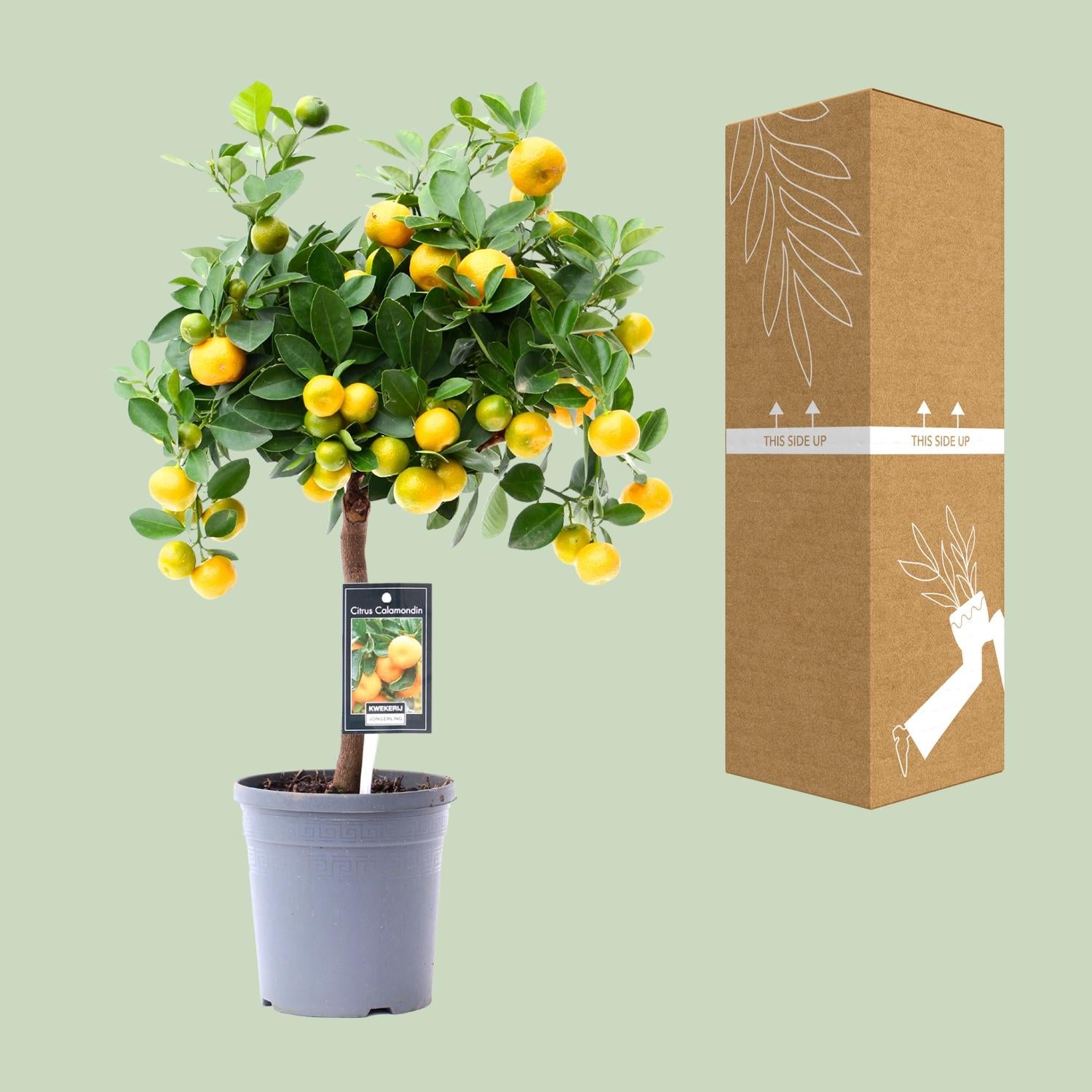 Citrus Calamondin – Zitronenbaum – Ø15 cm – ↕45 cm – Mediterrane Zitruspflanze