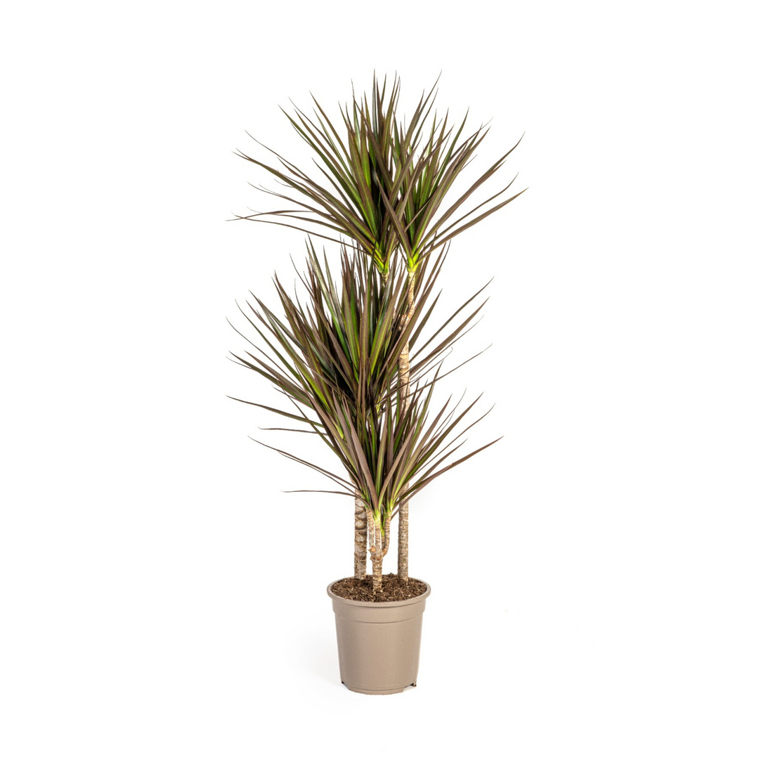 Dracaena Marginata Magenta – Tropische, elegante Zimmerpflanze ø21 - ↕110 - 130 cm