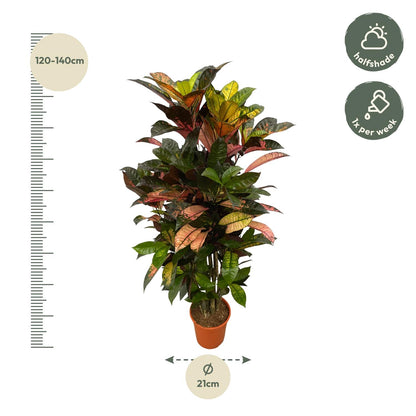 Codiaeum Iceton (Croton) – Bunte, dekorative Zimmerpflanze ø24cm - ↕120cm