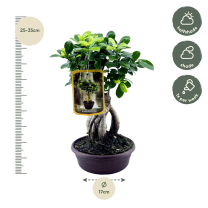 Ficus Microcarpa Ginseng – Exklusive Bonsai Zimmerpflanze ø17cm - ↕30cm