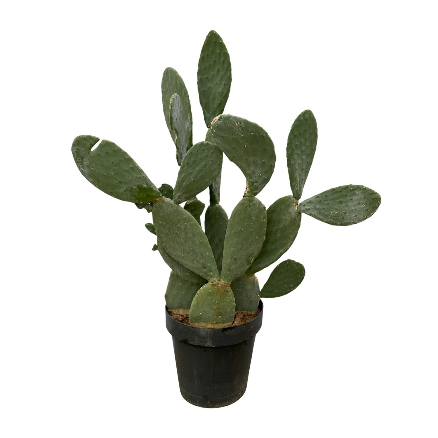 Cactus Opuntia – Dekorativer, pflegeleichter Kaktus für Innenräume Ø38cm - ↕120cm