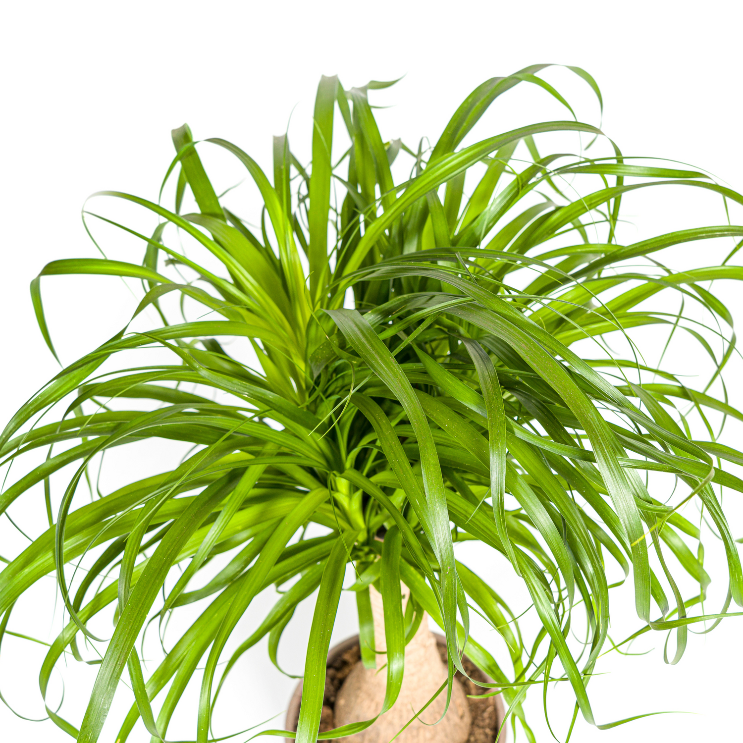 Beaucarnea Recurvata am Stamm – Exklusive Zimmerpflanze mit dekorativem Stamm Ø21cm - ↕60 - 80cm