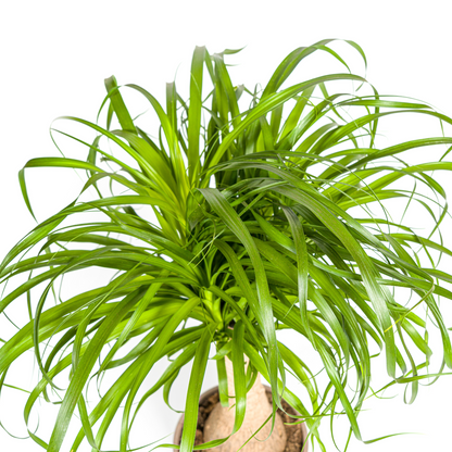 Beaucarnea Recurvata am Stamm – Exklusive Zimmerpflanze mit dekorativem Stamm Ø21cm - ↕60 - 80cm
