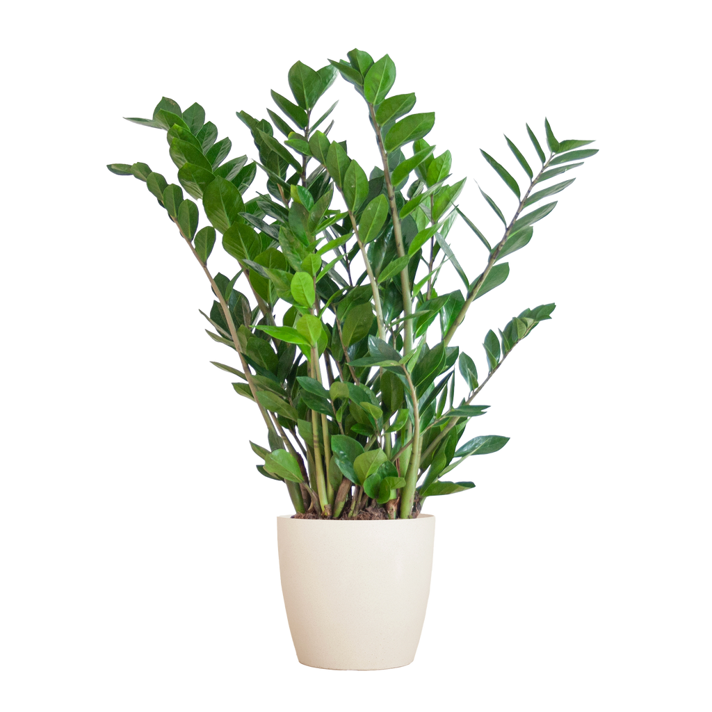 Zamioculcas Zamiifolia mit Viber Weiß  - 80cm - Ø21