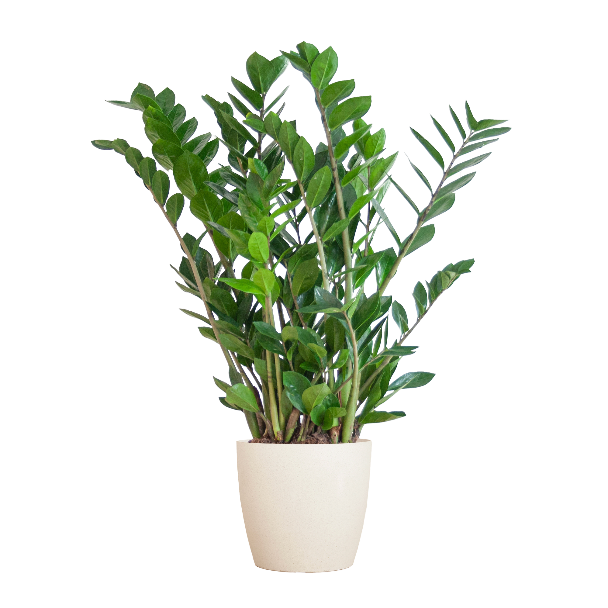 Zamioculcas Zamiifolia mit Viber Weiß  - 80cm - Ø21