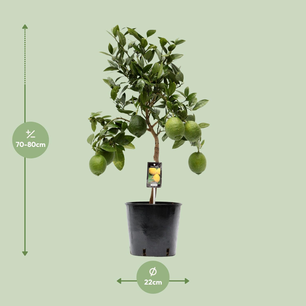 Citrus Limon – Zitronenbaum – Ø22 cm – ↕80 cm – Mediterrane Zitruspflanze