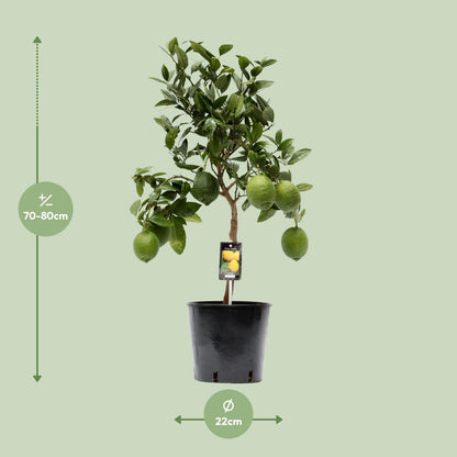 Citrus Limon – Zitronenbaum – Ø22 cm – ↕80 cm – Mediterrane Zitruspflanze