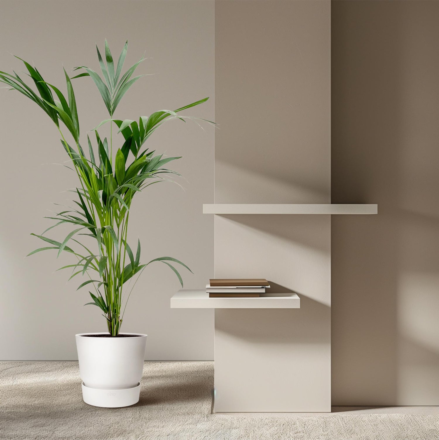Kentia Palme – Elegante, pflegeleichte Zimmerpalme ø24cm - ↕160cm