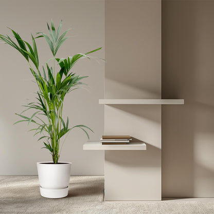 Kentia Palme – Elegante, pflegeleichte Zimmerpalme ø24cm - ↕160cm