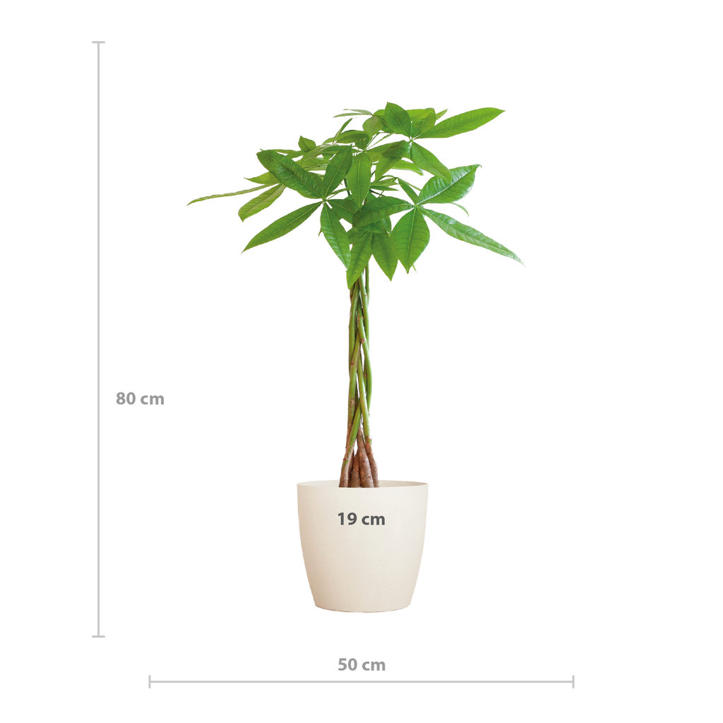 Pachira Aquatica mit Viber Weiß - 80cm - Ø21