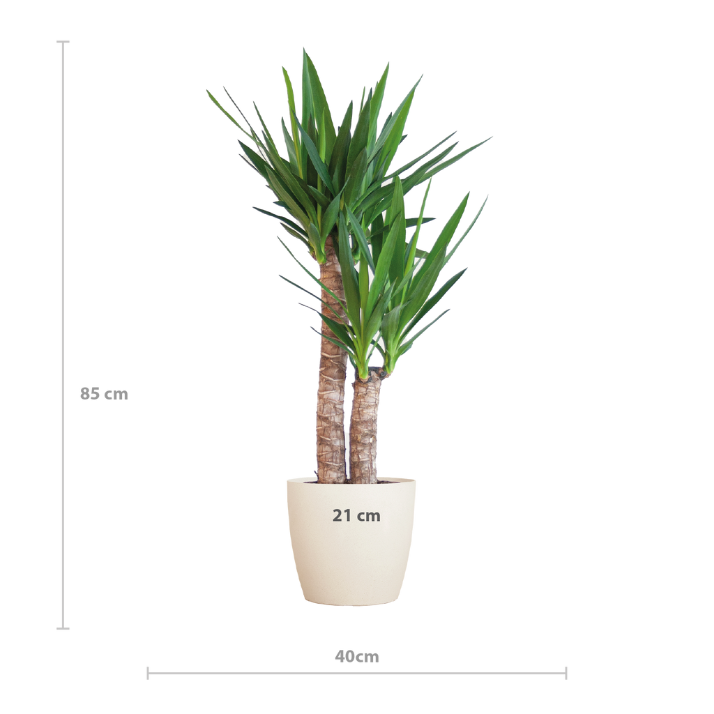 Yucca Elephantipes mit Viber weiß - 90cm - Ø21