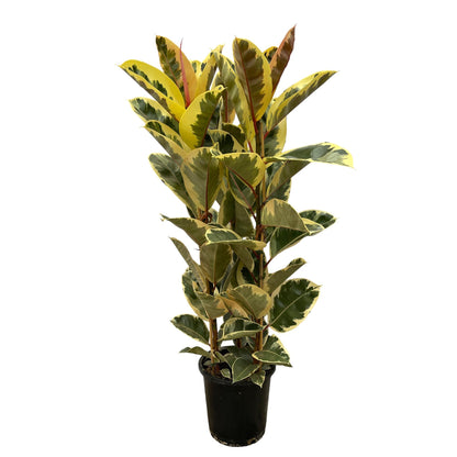 Ficus Elastica Tineke Strauch – Panaschierte Gummibaum Zimmerpflanze ø28 - ↕160cm