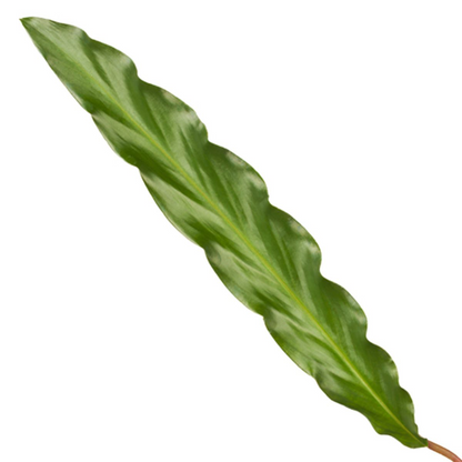 Calathea Elgergrass – Exklusive, haustierfreundliche Zimmerpflanze Ø17cm - ↕70cm
