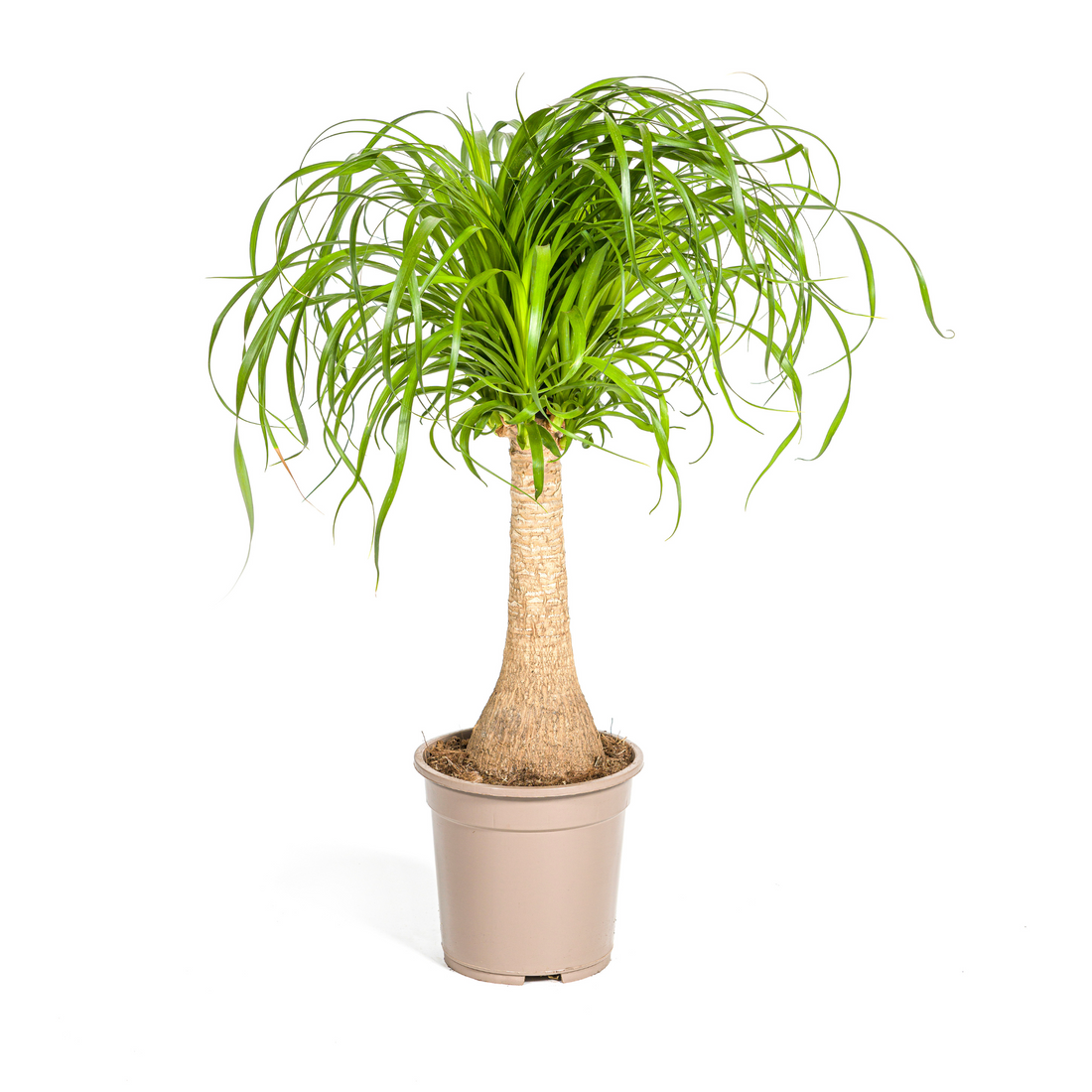 Beaucarnea Recurvata am Stamm – Exklusive Zimmerpflanze mit dekorativem Stamm Ø21cm - ↕60 - 80cm