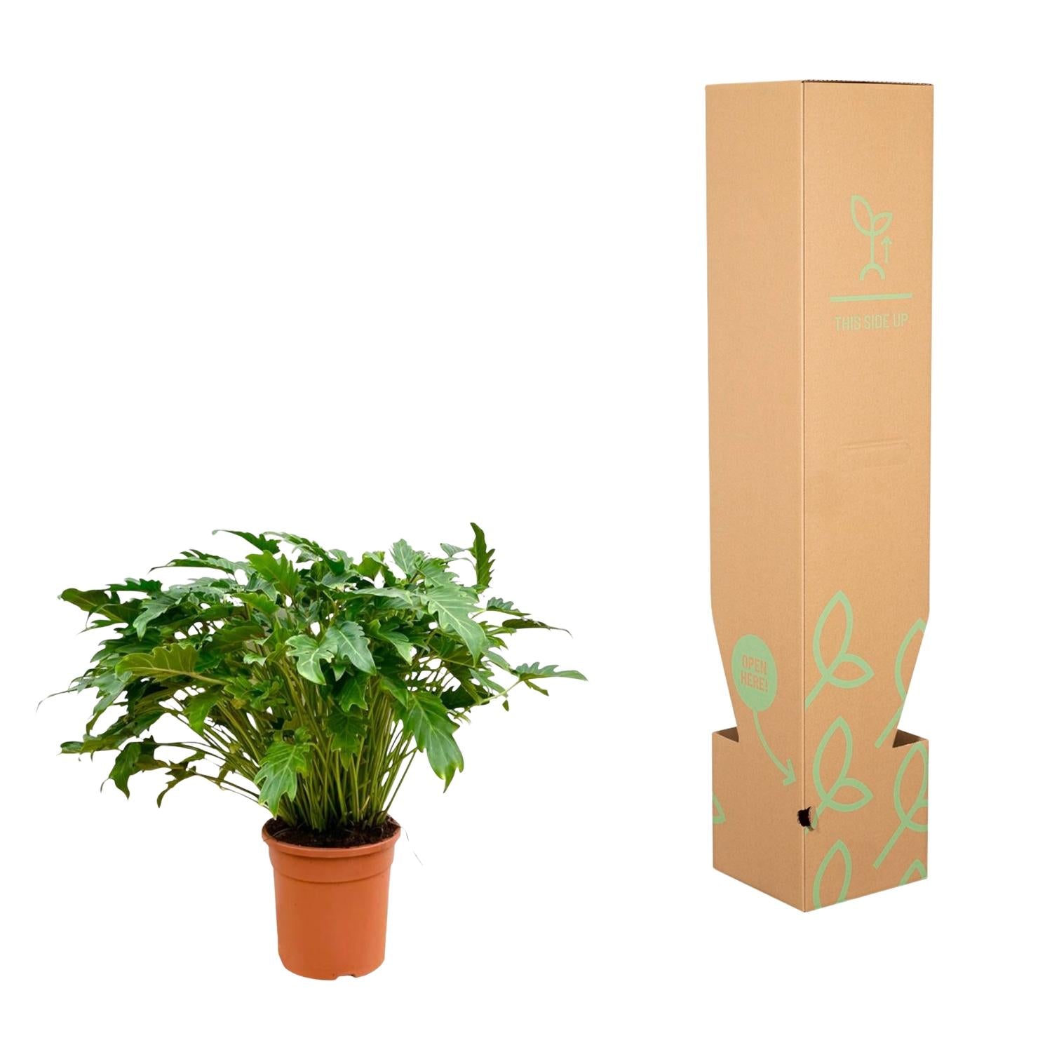 Philodendron Xanadu Zimmerpflanze ø24 - ↕60 cm