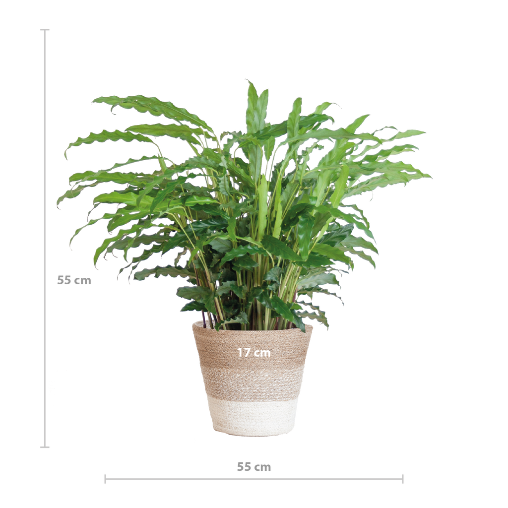 Calathea Rufibarba mit Korb Lissabon weiß - 55cm - Ø17