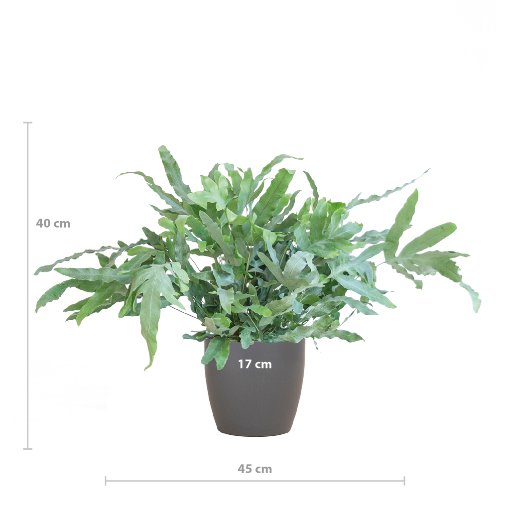 Phlebodium Aureum 'Blue Star' mit Vibergrau - 40cm - Ø17
