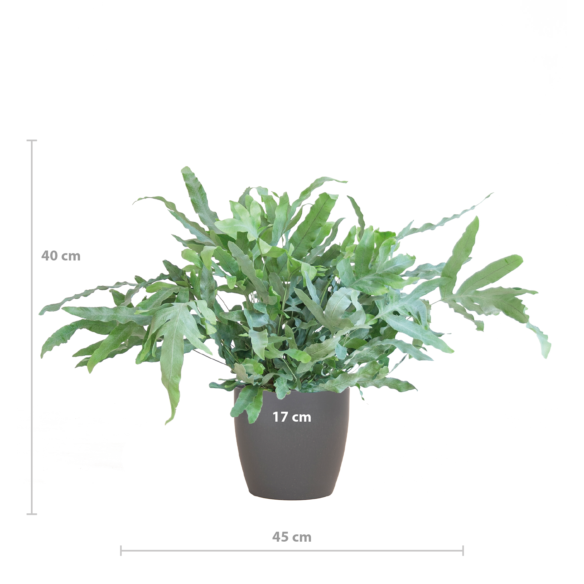 Phlebodium Aureum 'Blue Star' mit Vibergrau - 40cm - Ø17