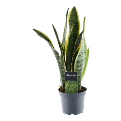 Sansevieria Laurentii – Robuste, pflegeleichte Zimmerpflanze - ø12 - ↕45 cm