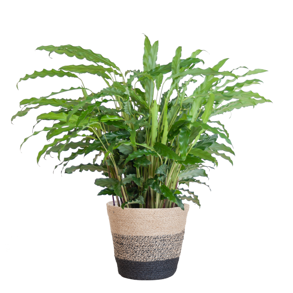Calathea Rufibarba mit Korb Lissabon schwarz - 55cm - Ø17