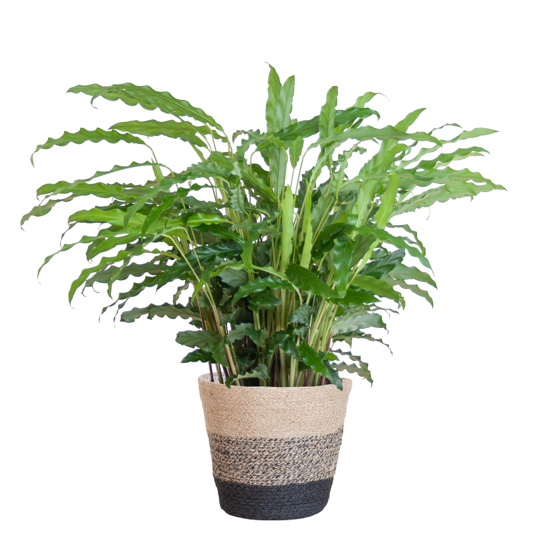 Calathea Rufibarba mit Korb Lissabon schwarz - 55cm - Ø17