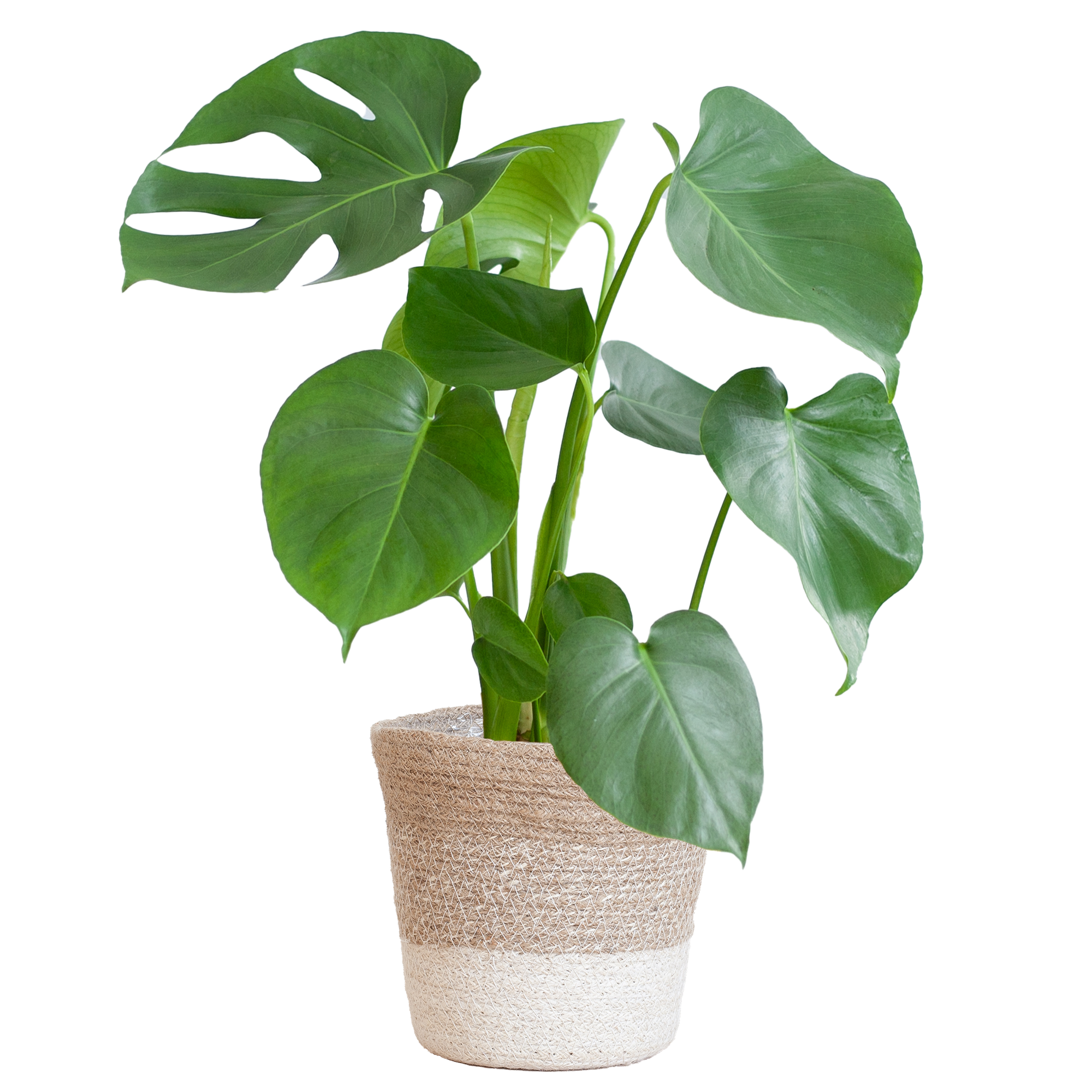 Monstera Deliciosa mit Lissabon Korb weiß- 50cm - Ø17