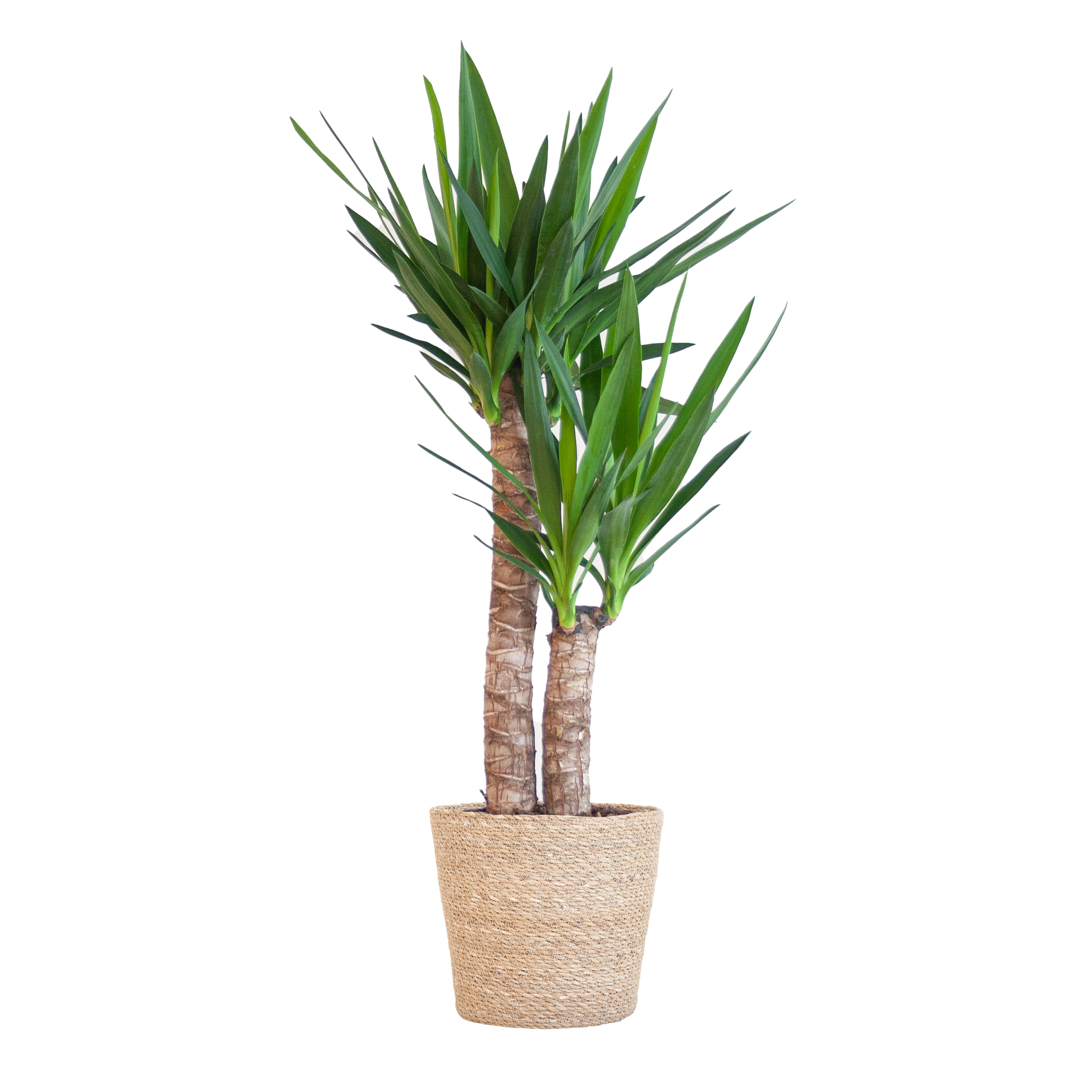 Yucca Elephantipes mit Sofia-Korb natur - 90cm - Ø21