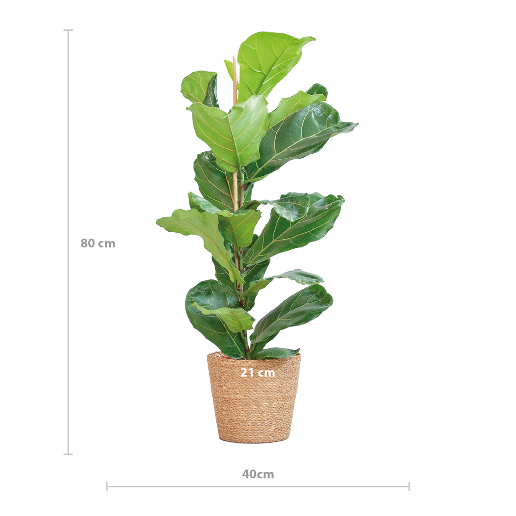 Ficus Lyrata mit Korb Sofia natur - 80cm - Ø21